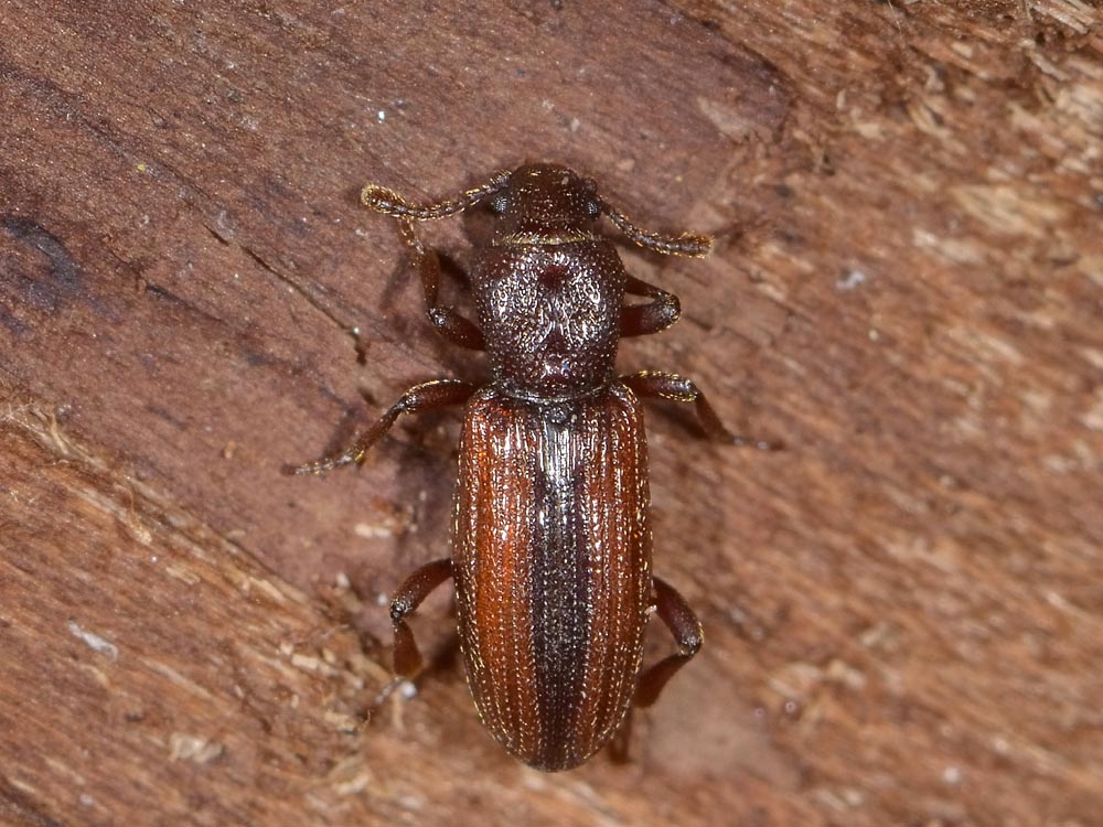 Bothrideres bipunctatus